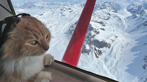 Petra the Wundercat