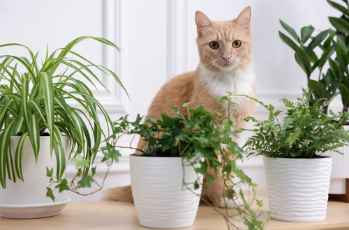 Safely Sharing Your Home with Cats and Houseplants