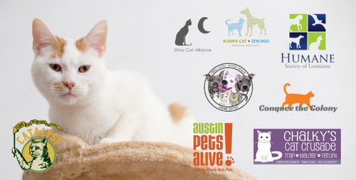 Catalyst Pet Celebrates Two Years of Helping Cats in Need
