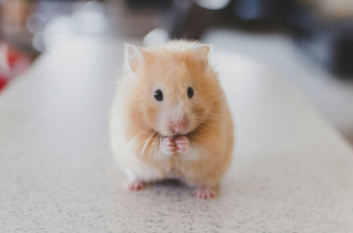 More Than a Friendly Fur Face, Small Pets Can Improve Your Wellbeing