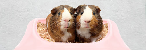 How Often Should I Change My Small Animal's Bedding?