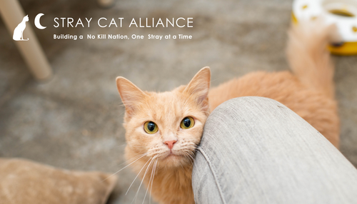 Rescue Spotlight: Stray Cat Alliance