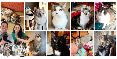 Meet the Cats and Crew, Catalyst Pet’s Favorite Ninesome
