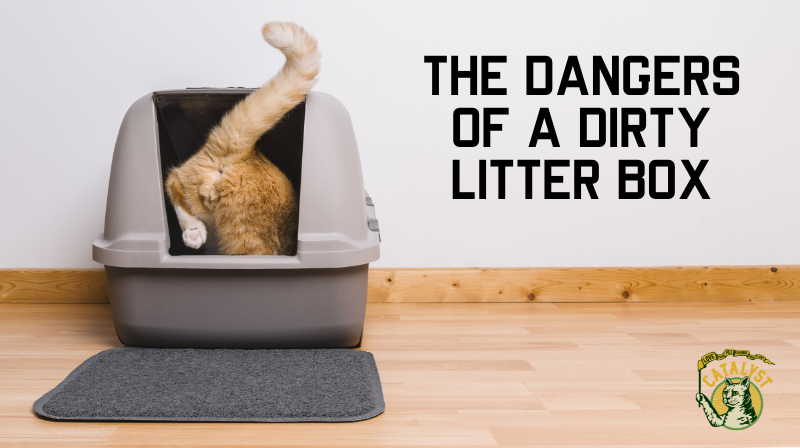 The Dangers of a Dirty Litter Box Catalyst Pet