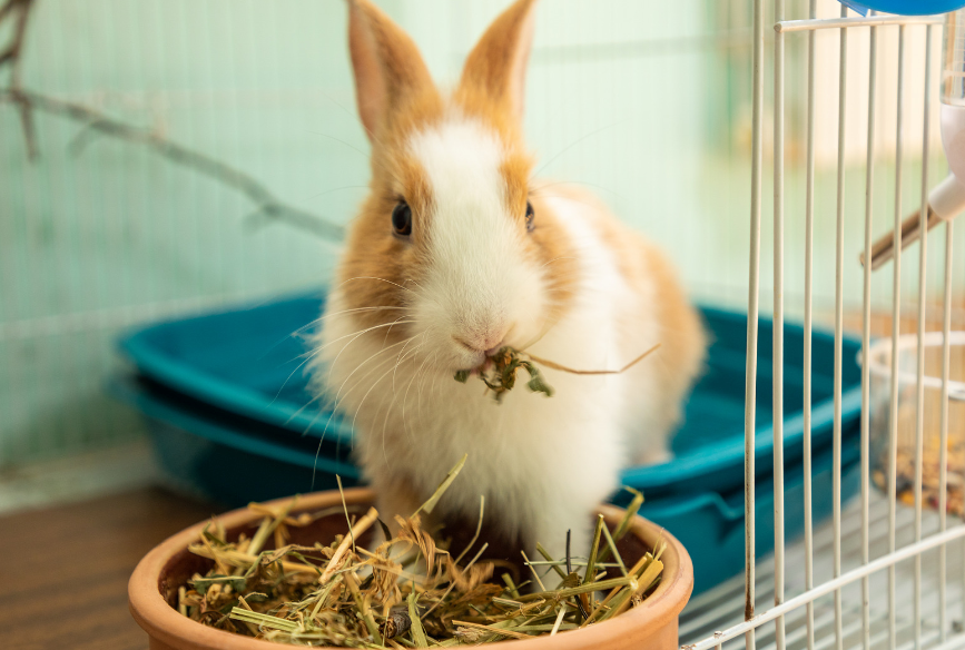 What Do Small Pets Eat?