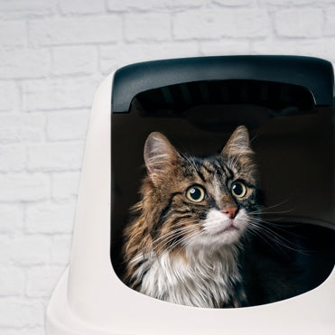 Catalyst Cat Litters