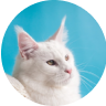Multicat Cat Litter