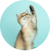 Best Catalyst Healthy Cat Litter Formula For Sensitive Cats | Catalyst Pet